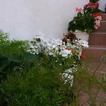 Sunce